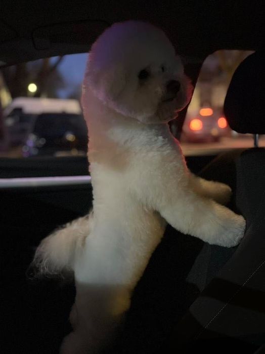 ЦУЦЕНЯТА Bichon frize/Бiшон Фрізе/