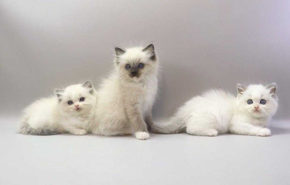 Кошенята регдолл з ідеальним темпераментом.