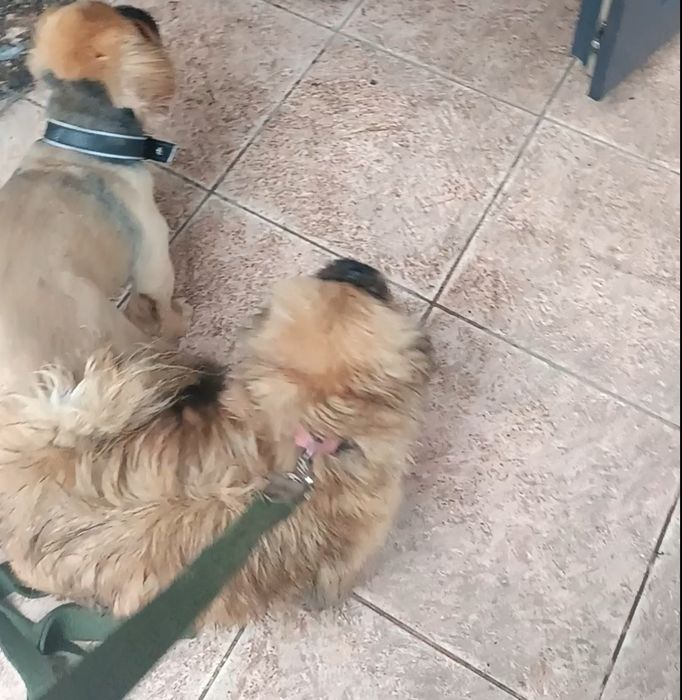 Вязка пікінес, злучка