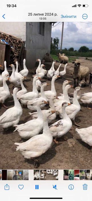 Продаються Гуси на розплід гуртом та в роздріб