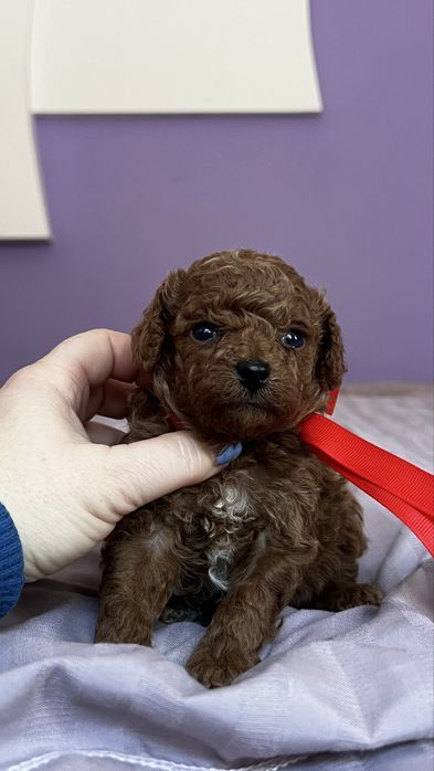 Цуценяткам той пудель, хлопчики і дівчатка