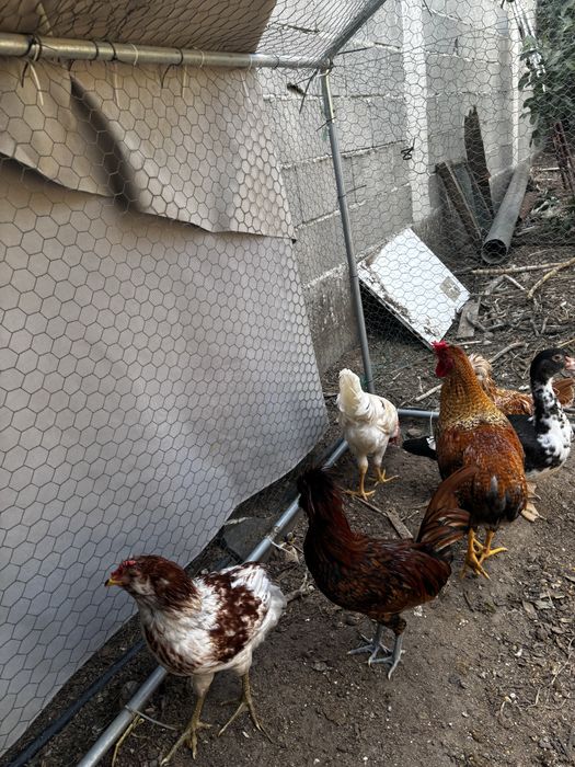 Frangos galos e pintos