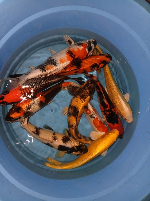 Carpas koi selecção premium