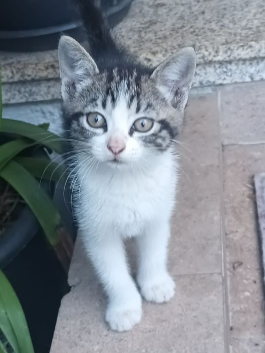Gatinho 2meses pardo muito meigo