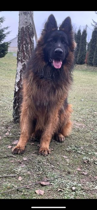 Owczarek niemiecki szczeniak