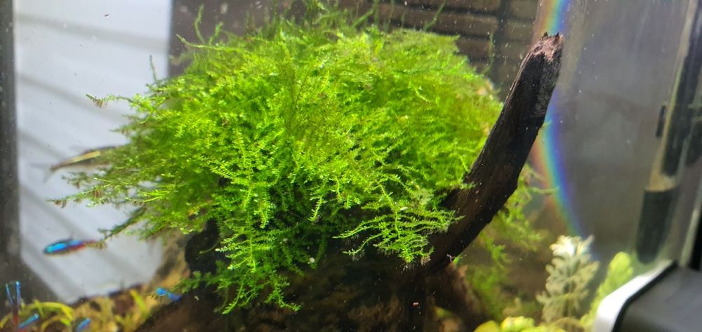 Mech akwariowy pnący porcje wysyłka