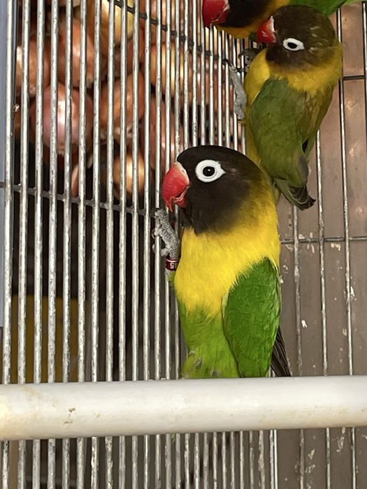 Agapornis Personata Verde – Para Venda  (não sexados)