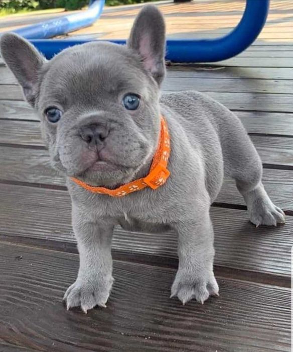 Buldog Francuski  LILAC Platinum  Blue Liliowy Isabella
