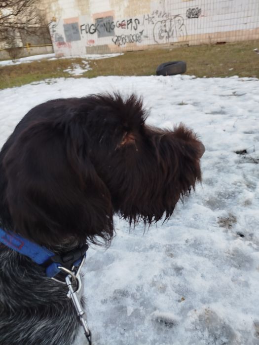 Собака хорошая красивая