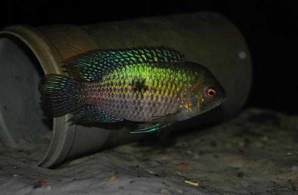Andinoacara latifrons  Akara platynowa (rarytas) - dorosłe