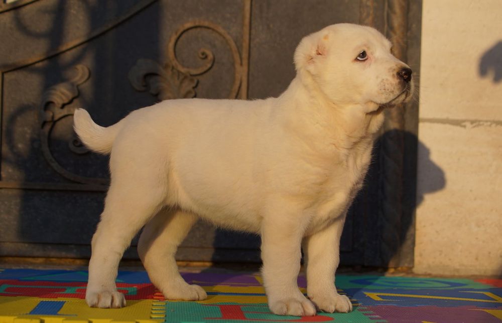 Цуценята середньоазіатської вівчарки, алабай