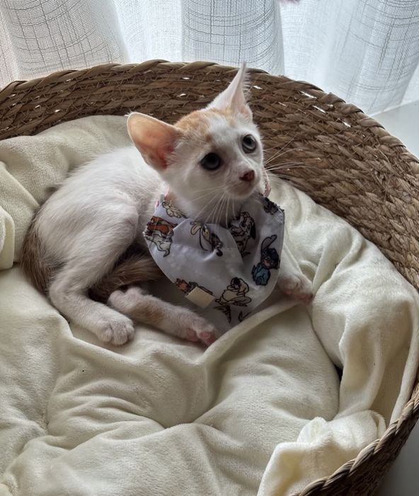 Gatinho 2 meses para adoção responsável