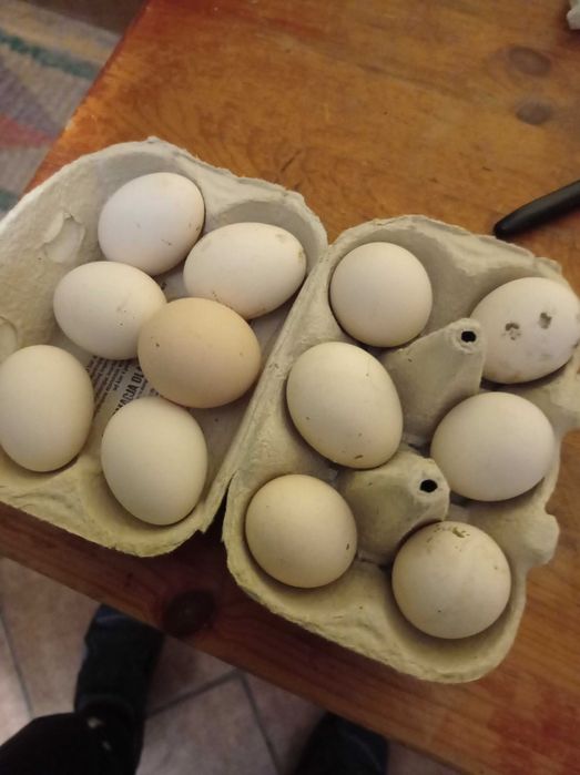 Jajka silek oryginały