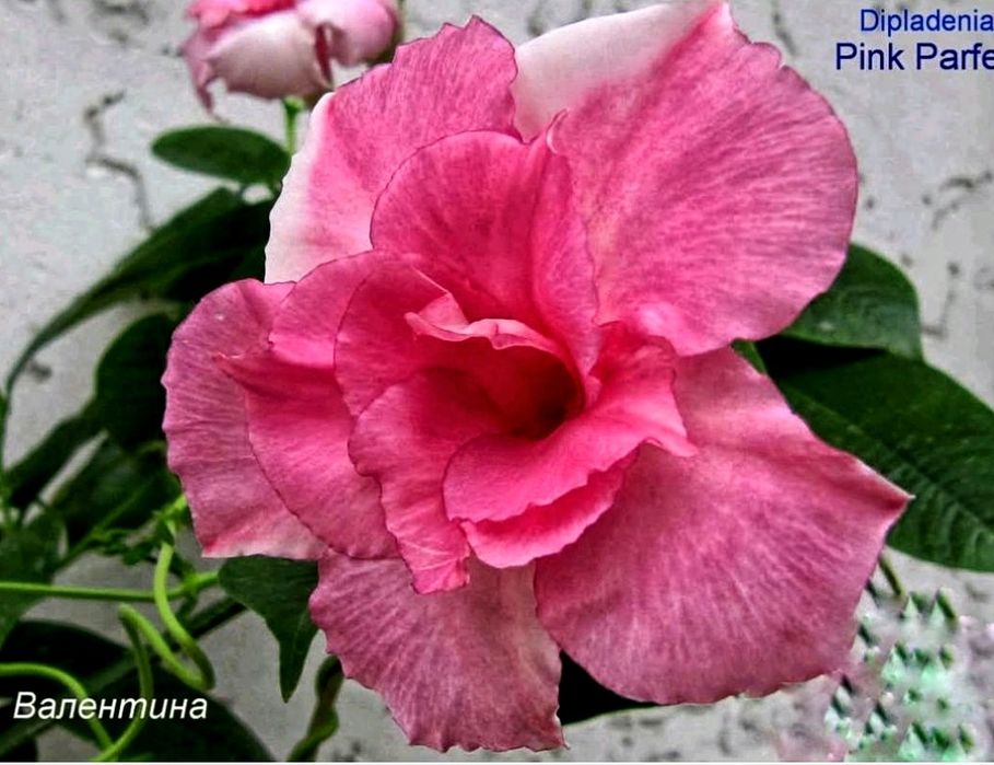 Діпладенія Pink Parfait