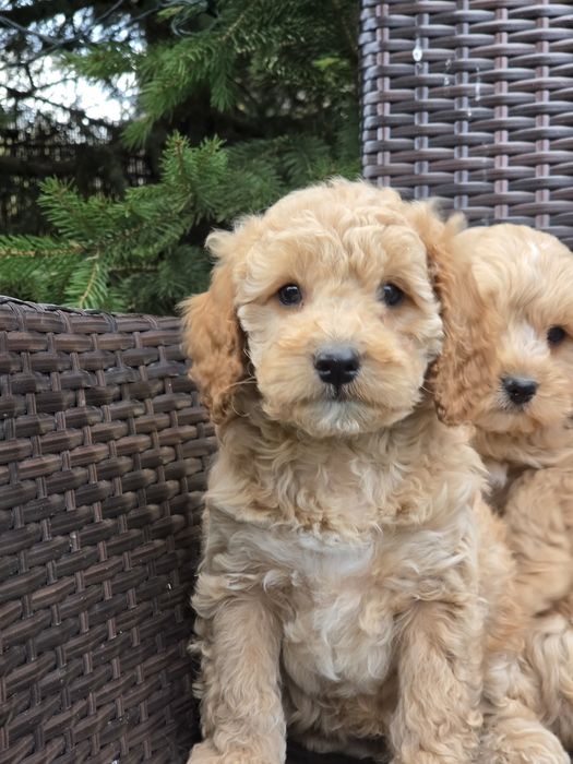 Cavapoo  szczenię  z metrykę