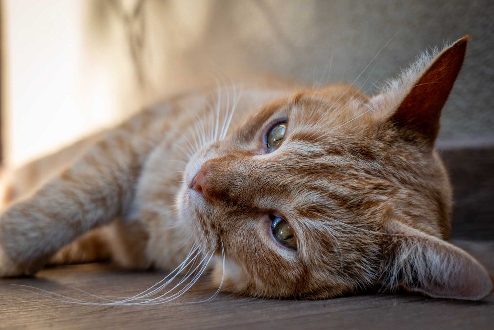 Panasonic Lumix S5 body