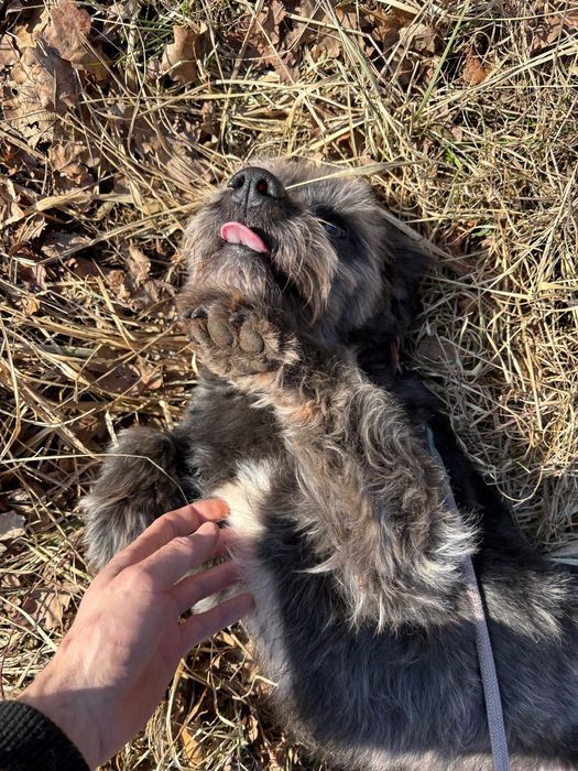 Alex, pies do adopcji