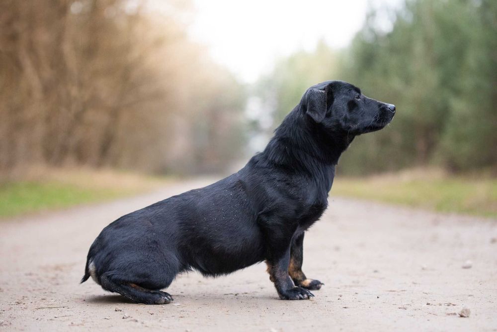 Nitka - maleńka czarnulka - suczka do adopcji