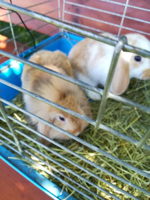 Królik baranek miniaturka