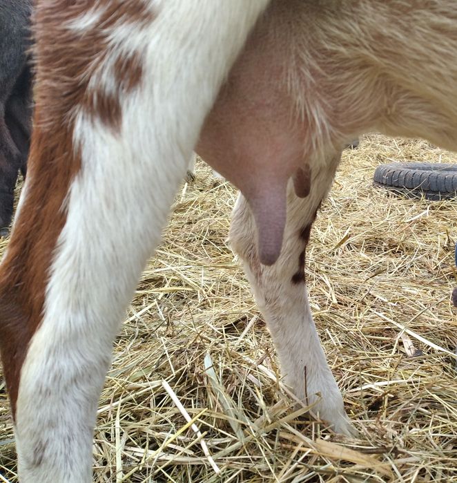 Англо- нубійська кізонька 96,88