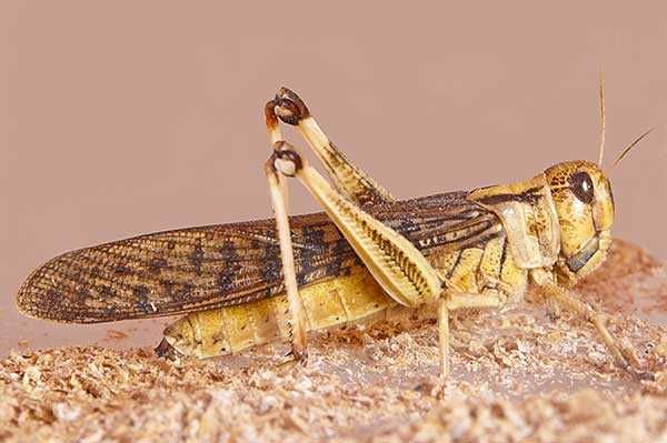 Szarańcza - Tina Zoo Gliwice Jasna