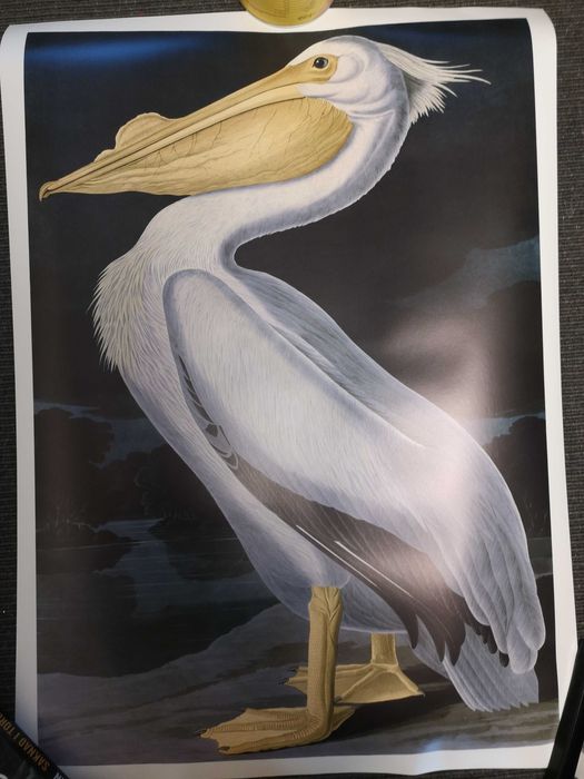 Plakat Pelikan 50x70, Hog Studio