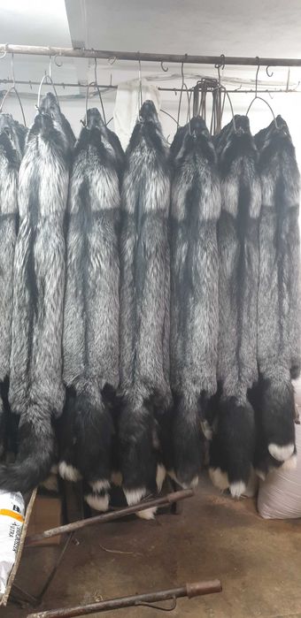 Skóry z lisa i norki