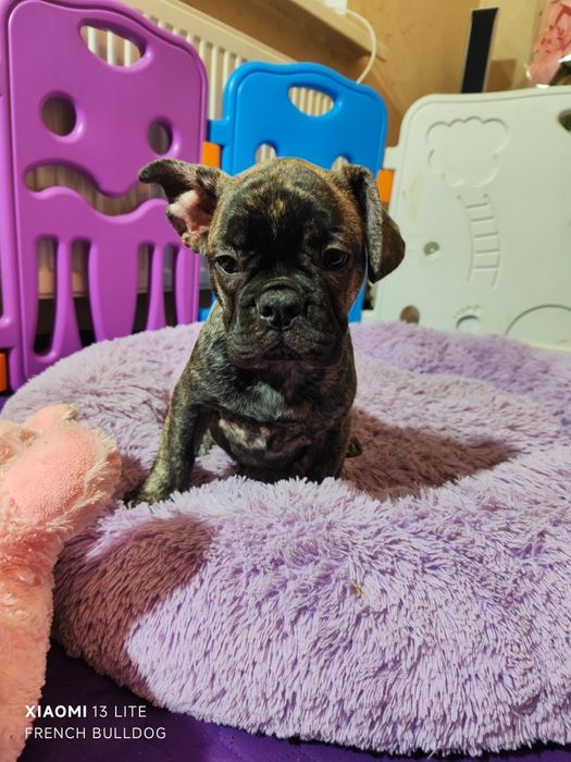 Дівчинка в тигровому забарвлені.