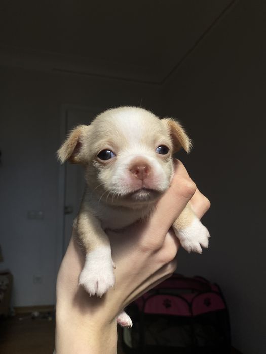 Продам Чихуахуа міні