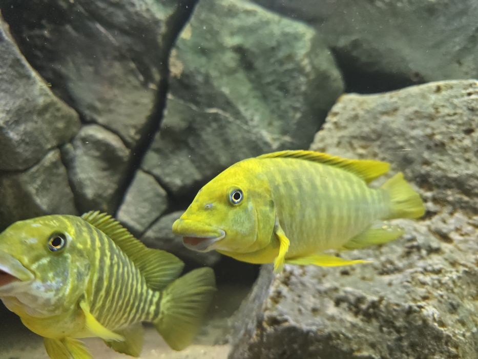Petrochromis macrognathus