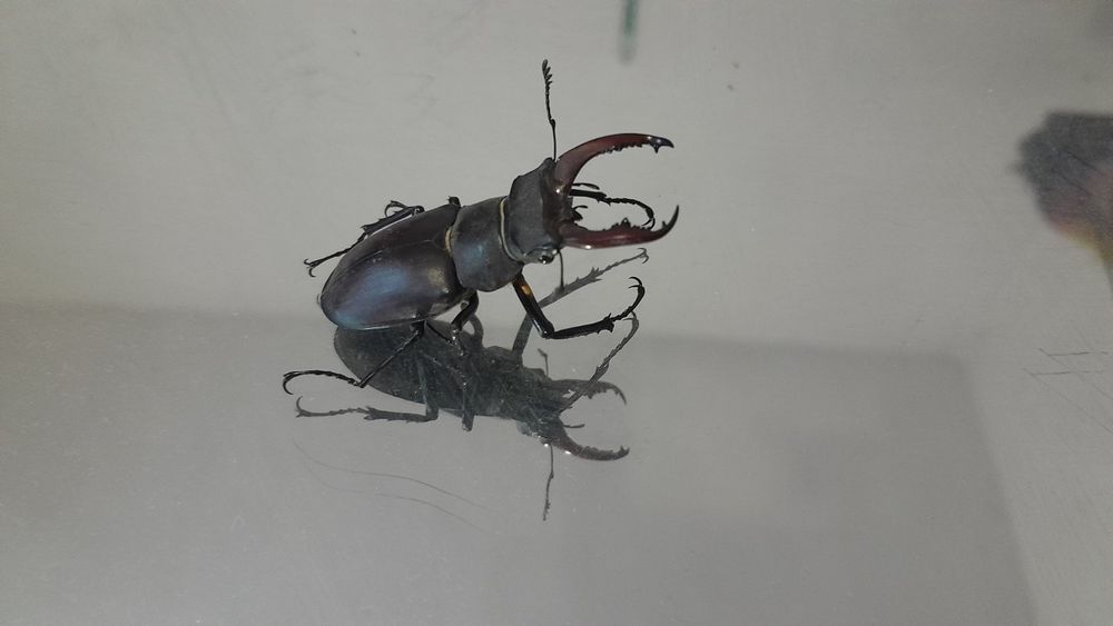 Коллекция жуков насарогов.