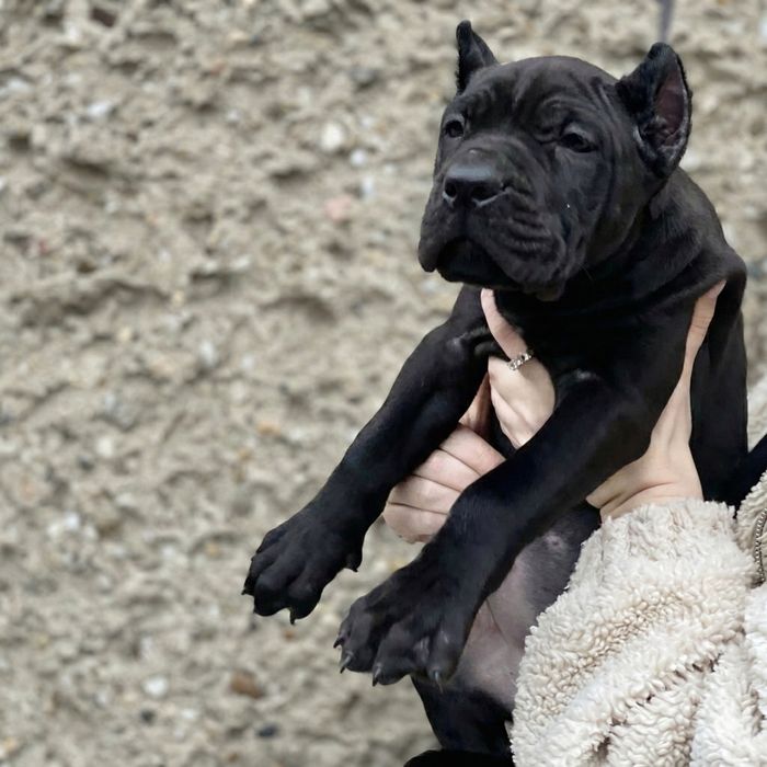 Wyjatkowy chlopak - American Bandog