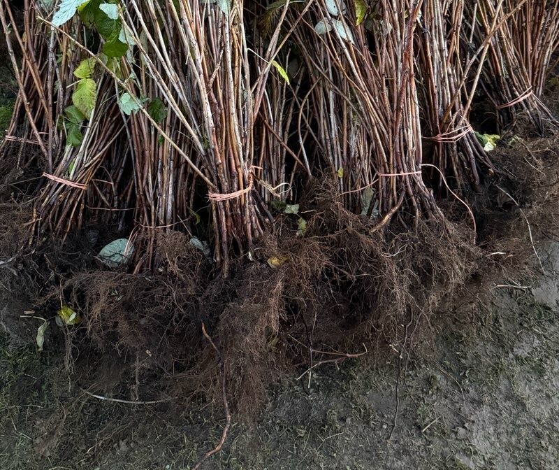 Sadzonki malin polonez 100 sztuk