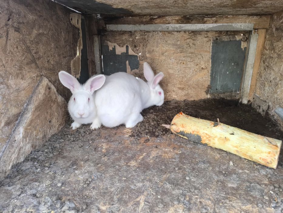Кролики молодняк