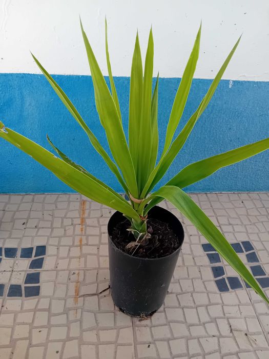 Yucca a'rvore em vaso