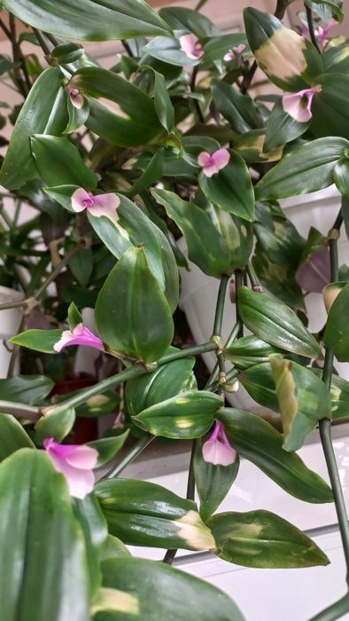 Традесканції різні