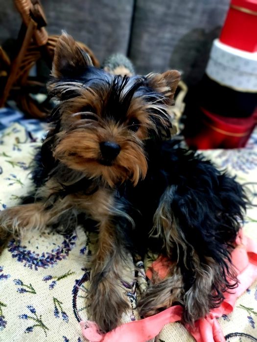 Красуня шукає найкращу родину.усі щеплення за віком..Сказ.Мікр чіп