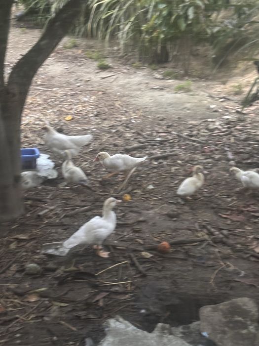 Patos mudos para mudar da casa