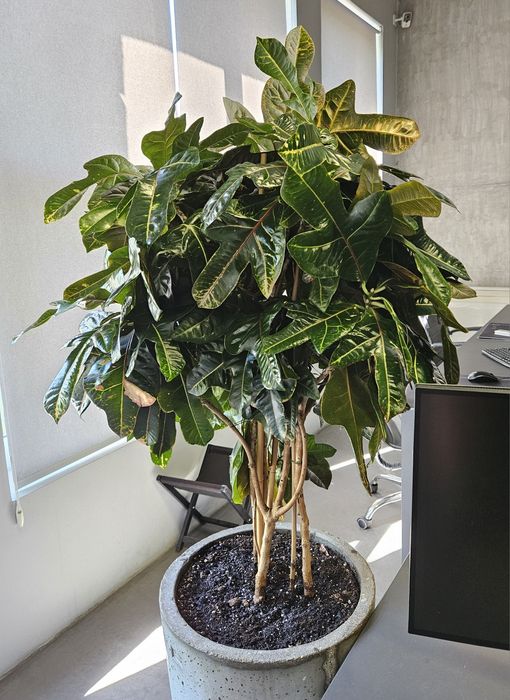 Комплексний догляд за кімнатним озелененням, фітодизайн