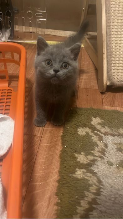 Scottish straight shorthair