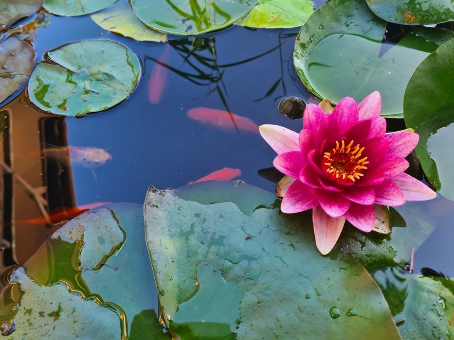 Działka ROD na sprzedaż