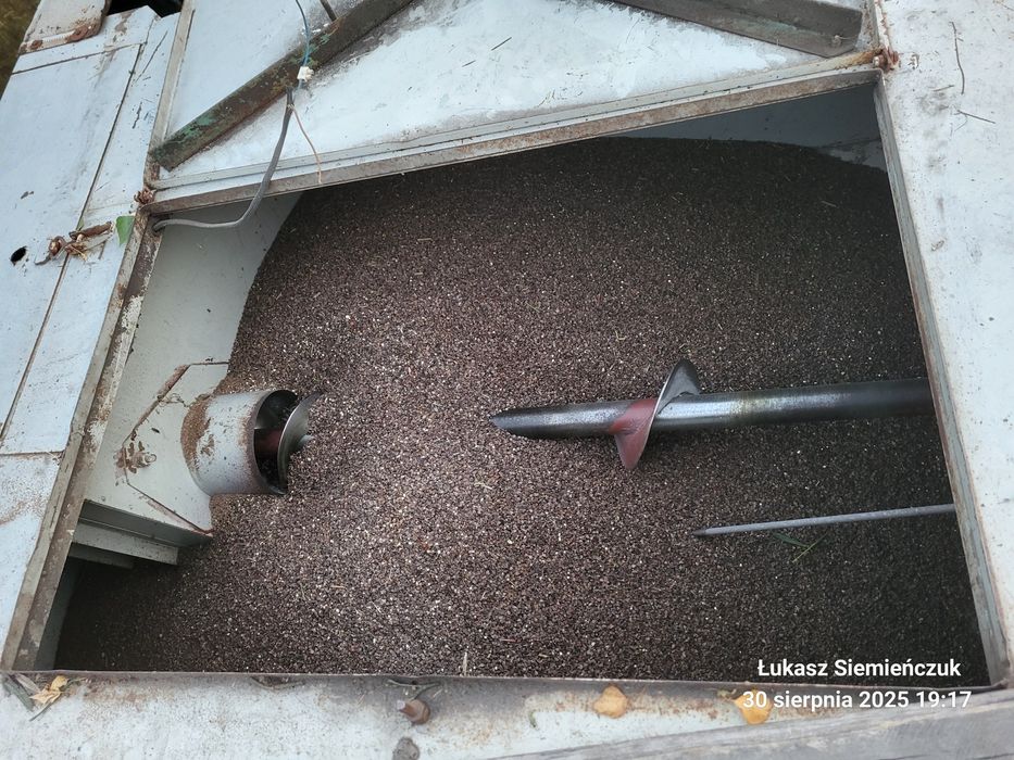 Gryka jara zbiór 2025