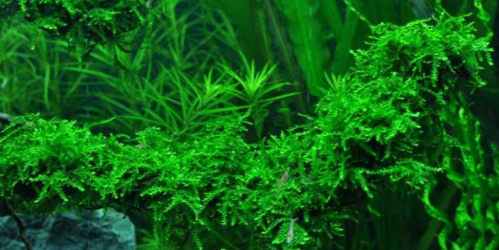 Vesicularia ferriei - Weeping moss Mech