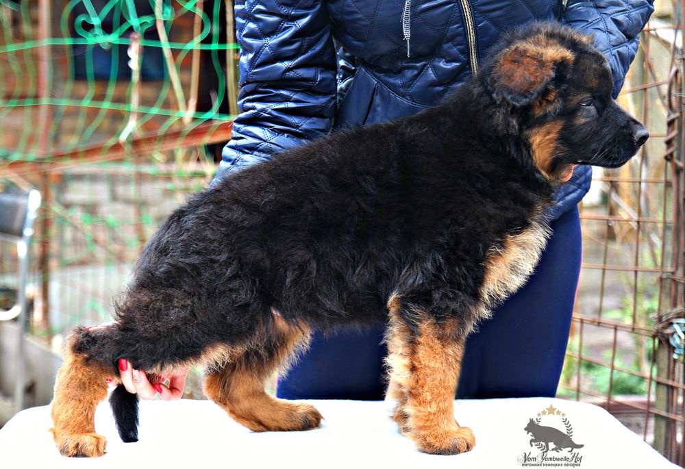 Цуценята німецткої вівчарки, допомога розплідника, підбір цуценя.