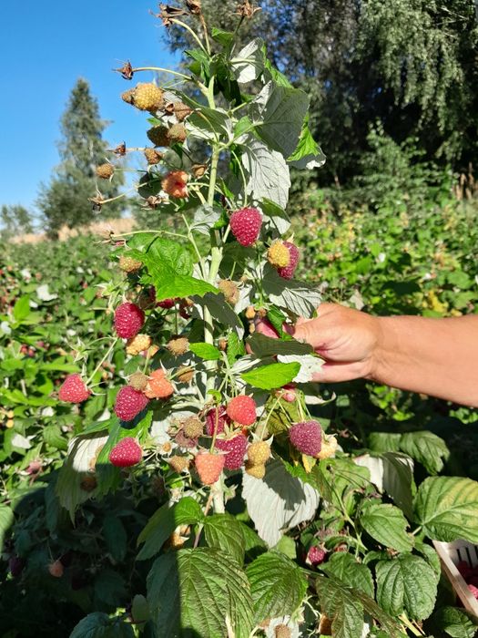Sadzonki Maliny Jesiennej.