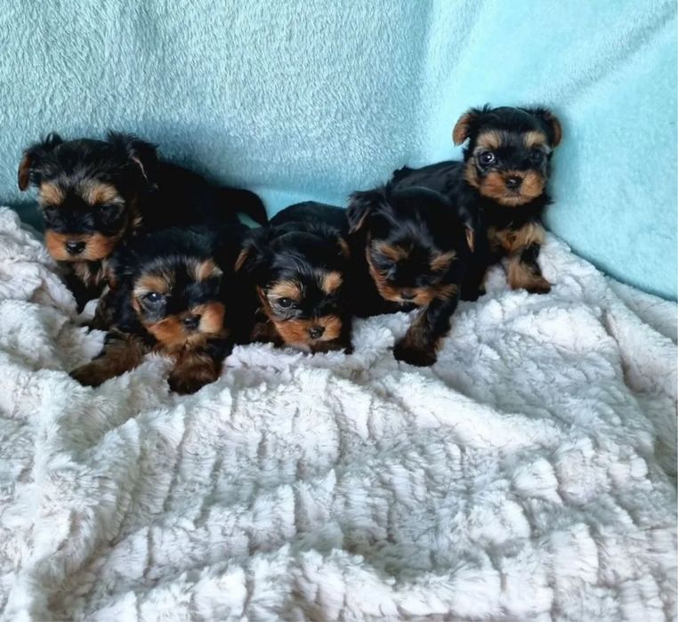 Щенки Йорки мальчик и девочка