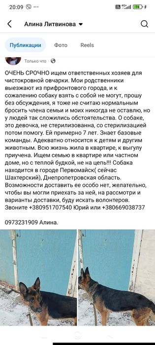 Немецкая овчарка бесплатно. Собака даром. Пёс. Щенок. Щенки