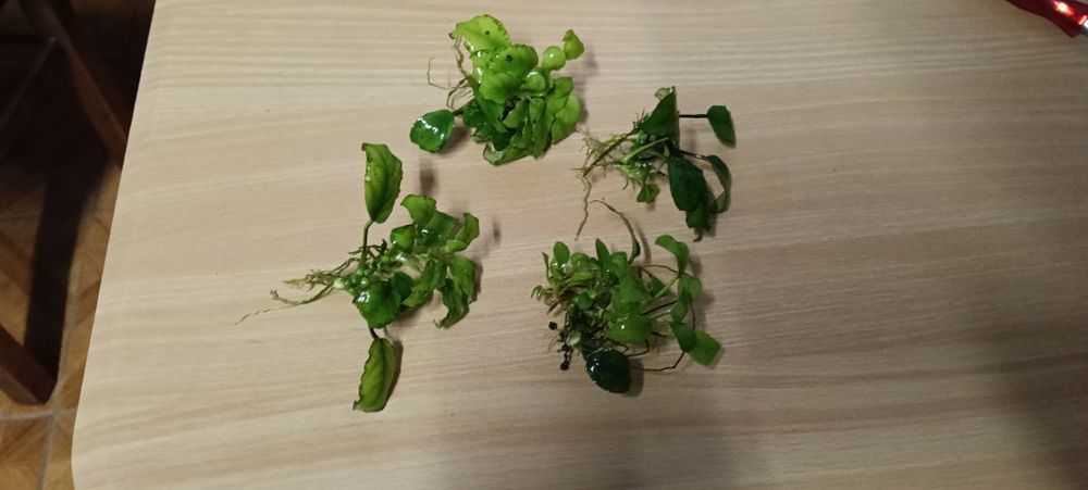 Anubias vários pés