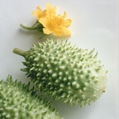50 Sementes de Pepino Maxixe - Cucumis anguria