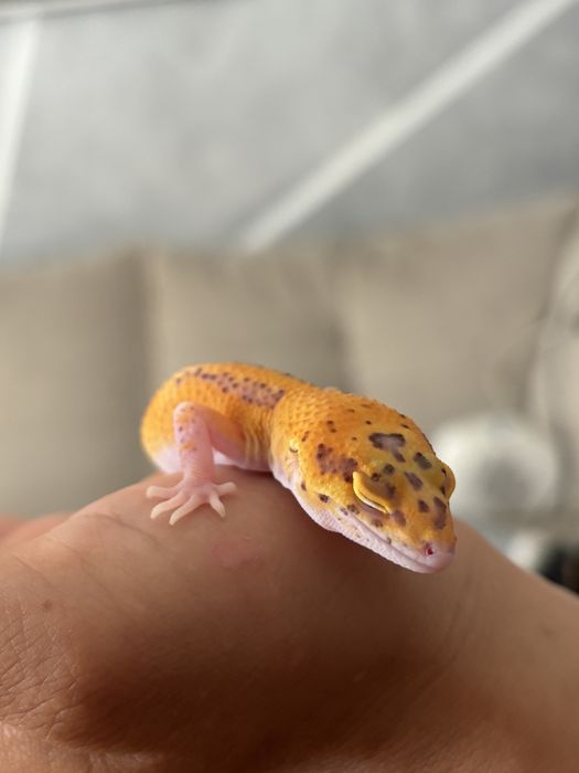 Gekon lamparci – Tangerine red eyes